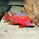 aulonocara strawberry red 4cm