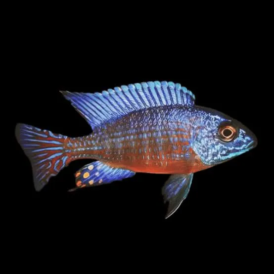 aulonocara stuartgranti 5-6cm