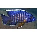 aulonocara stuartgranti 5-6cm