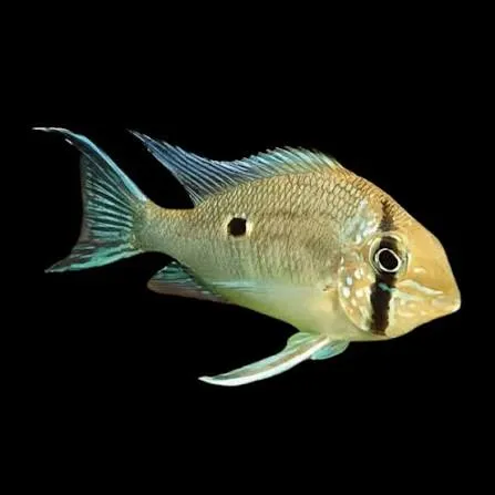 biotodoma wavrini 5.5-6.5cm