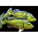 cichla kelberi 5cm