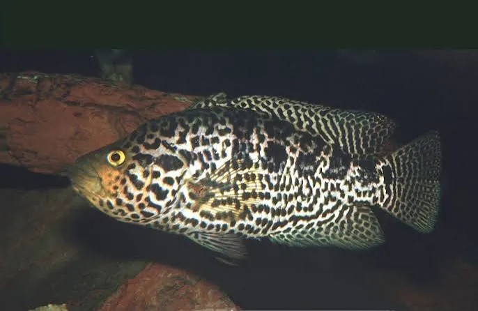 cichlasoma managuense 6-6.5cm