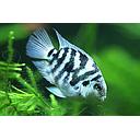 cichlasoma nigrofasciatus balloon 4.5cm