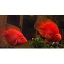 cichlasoma red parrot  7.5cm