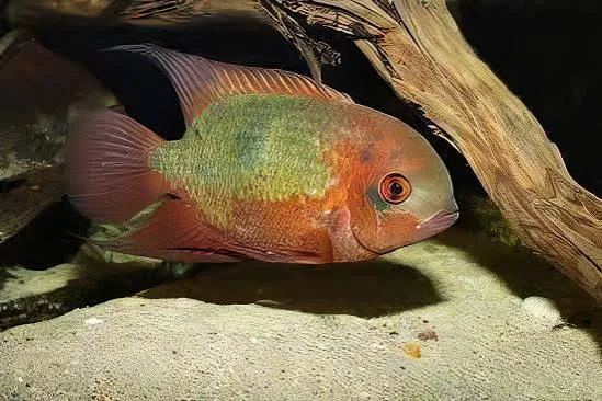 cichlasoma temporalis 5cm