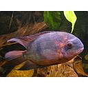 cichlasoma temporalis 5cm