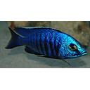 copadichromis azureus 6-7cm