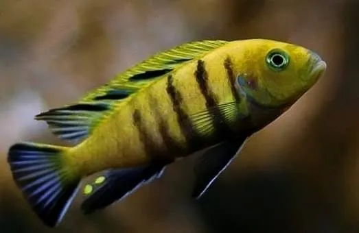 cynotilapia afra lions cove sanga 6-6.5cm