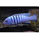 cynotilapia afra white top 4.5-5cm