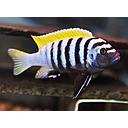 cynotilapia afra yellow dorsal 4.5-5cm