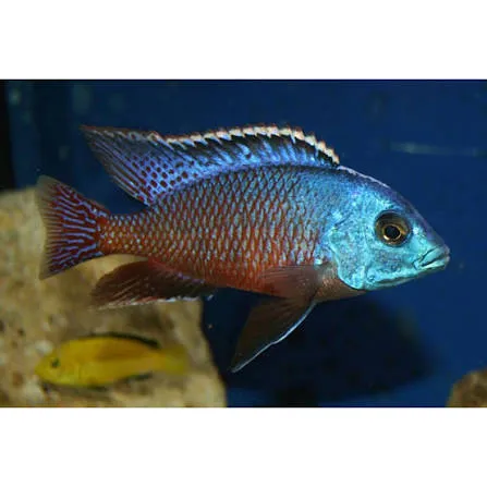 cyrtocara boadzulu 5-7cm