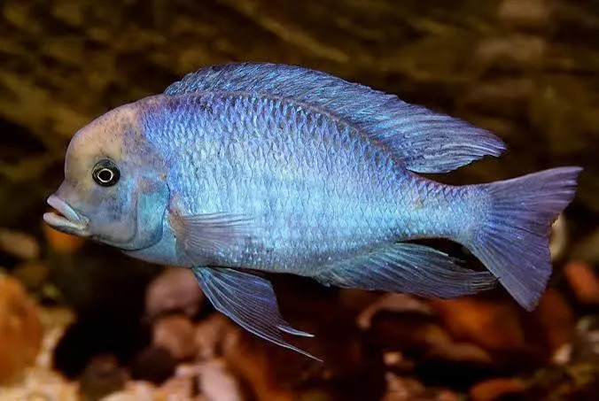 cyrtocara moorii 5cm
