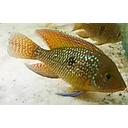 geophagus bahia red 5-6cm