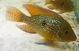 geophagus bahia red 5-6cm