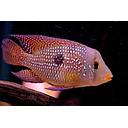 geophagus brasiliensis red 5cm