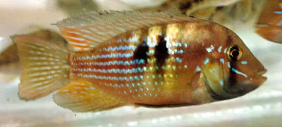 Geophagus rhabdotus 3-5cm
