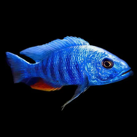 haplochromis ahli 5-5.5cm