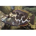 haplochromis livingstoni 4.5-5cm