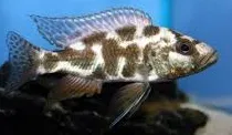 haplochromis livingstoni 4.5-5cm