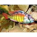 haplochromis migori CH44 4-5cm