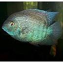 heros turquoise 4-4.5cm