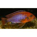 iodotropheus sprengerae 4-5cm