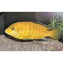 labidochromis caeruleus electric gold 4-5cm