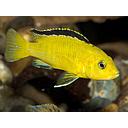 labidochromis caeruleus yellow 4-4.5cm