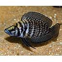lamprologus calvus black pectoral 4.5-5cm