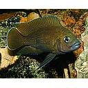 lamprologus moori 4-5cm