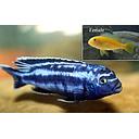 melanochromis johanni 3.5cm