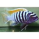 metriaclima emmiltos mpanga rocks 4.5-5cm