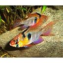 microgeophagus ramirezi 3cm