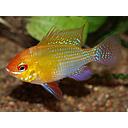 microgeophagus ramirezi gold 3.5cm