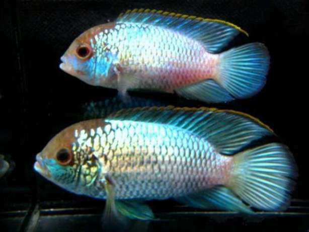 Andinoacara pulcher electric blue 3-4cm