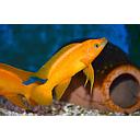 neolamprologus leleupi orange 4-4.5cm