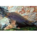 neolamprologus moorii 4-5cm