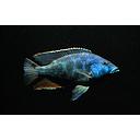 nimbochromis livingstonii trio 10-12cm