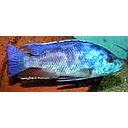 nimbochromis polystigma trio 1m/2v 6-8cm