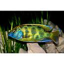 nimbochromis venustus 5cm