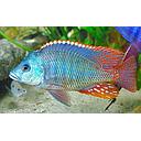 otopharinckx tetrastigma trio 10-12cm