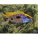 otopharynx lithobates 4-4.5cm