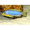 pseudotropheus aurora likoma 4.5-5cm