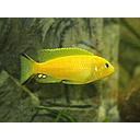 pseudotropheus daktari 3-4cm