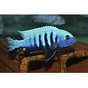 pseudotropheus kingsizei 4.5-5cm