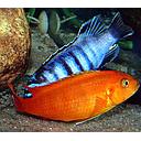 pseudotropheus saulosi coral red 6-6.5cm