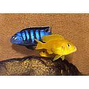 pseudotropheus saulosi trio 8-10cm