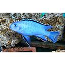 pseudotropheus socolofi 3-4cm