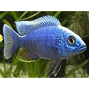 sciaenochromis fryeri iceberg 4-5cm