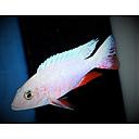 sciaenochromis fryeri snow white 4-5cm